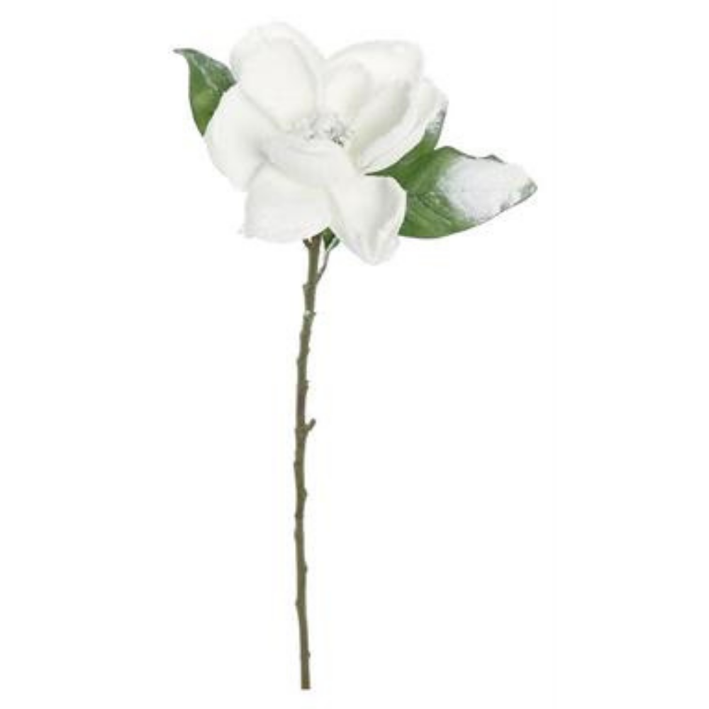 MAGNOLIA BLANCA NEVADA MED:74 CM