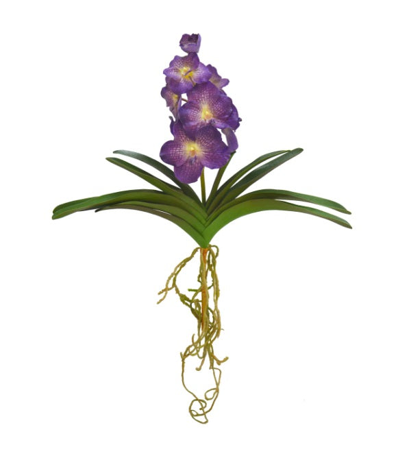 ORQUIDEA LAVANDA CON HOJAS Y RAIZ 51 CM