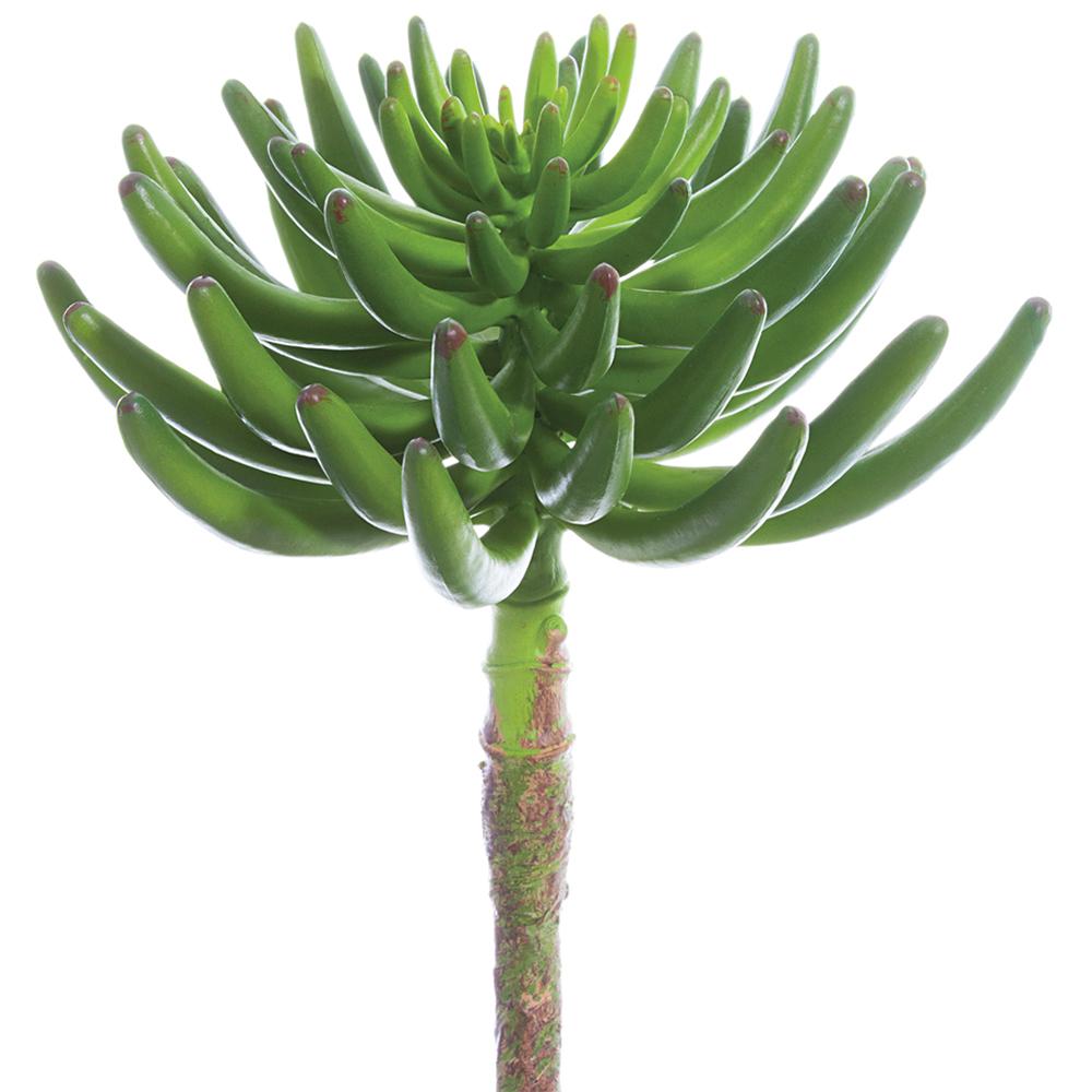 SUCULENTA VERDE PICOS MED:30 CM