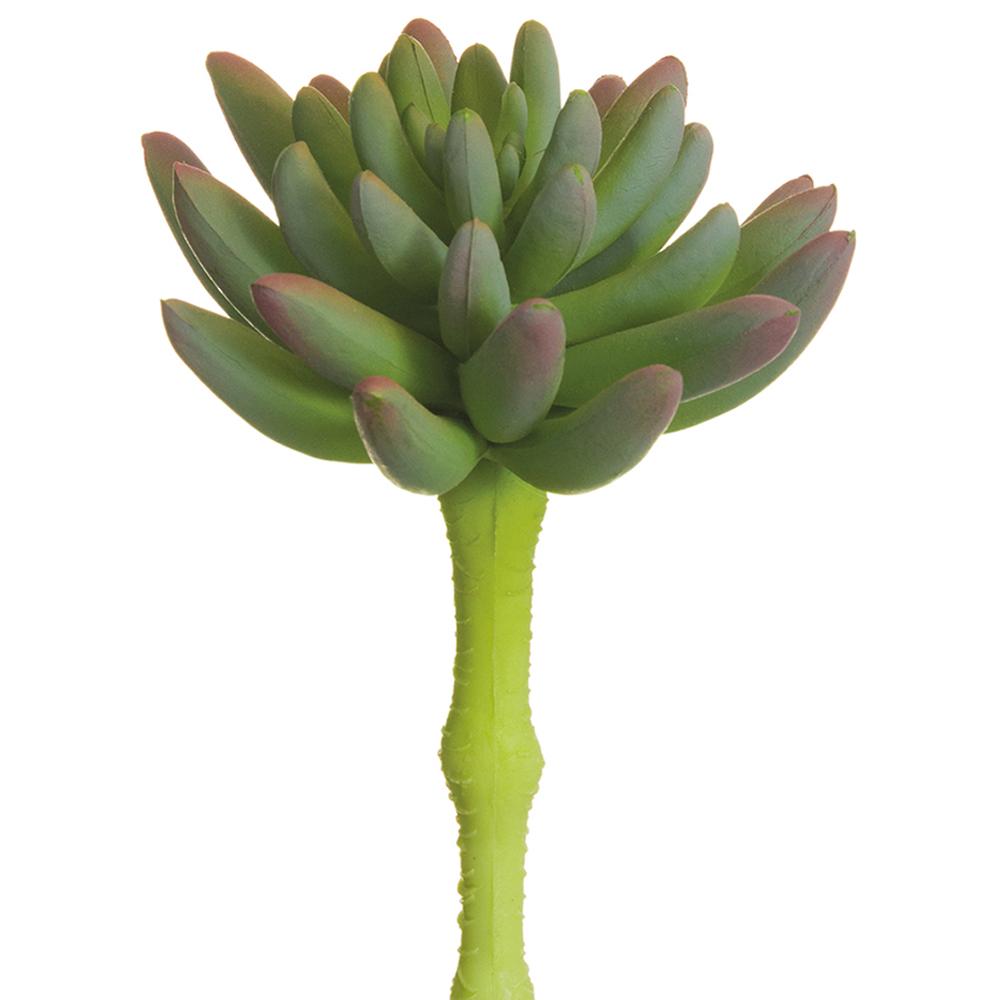 SUCULENTA AEONIUM VERDE/LAVANDA MED:15 CM