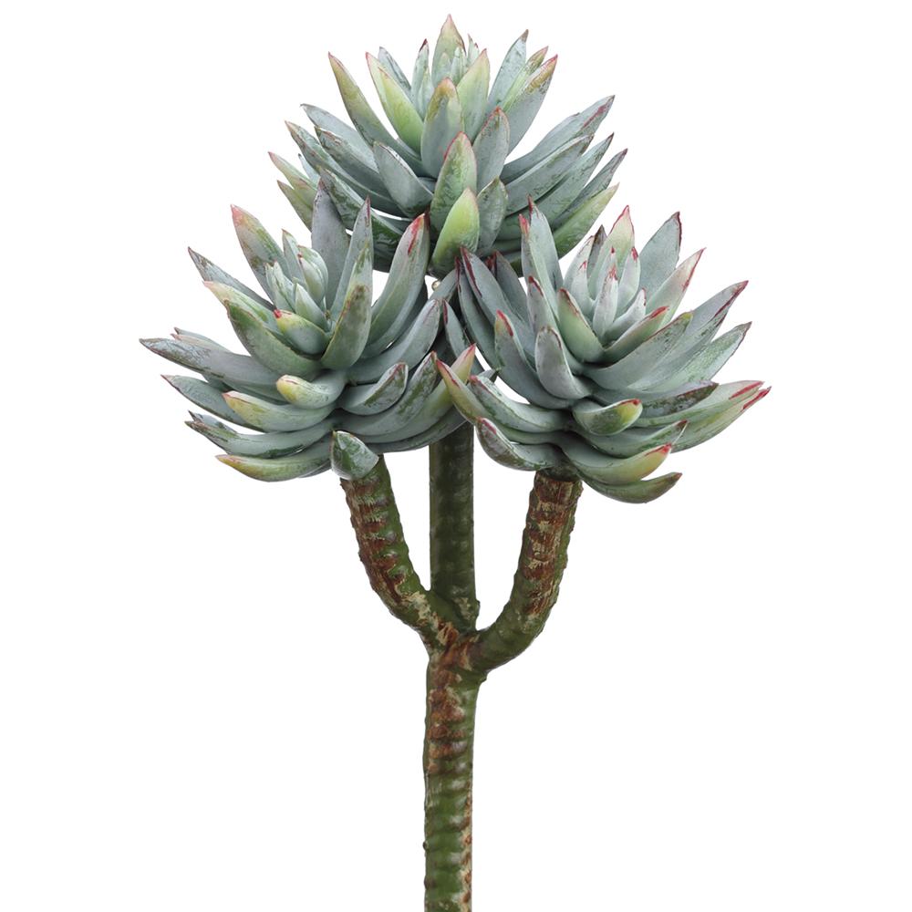 SUCULENTA MINI AGAVE X3 MED:20 CM