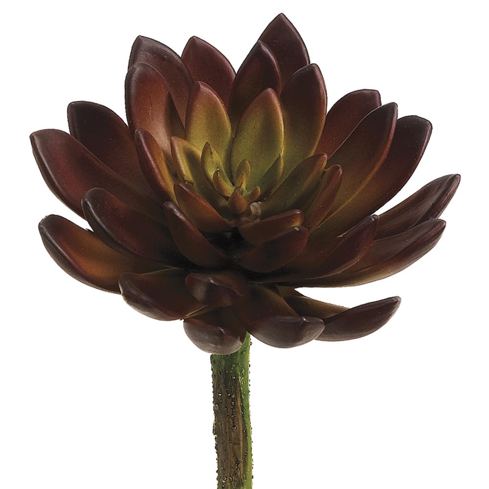 SUCULENTA ECHEVERRIA VINO MED:23 CM