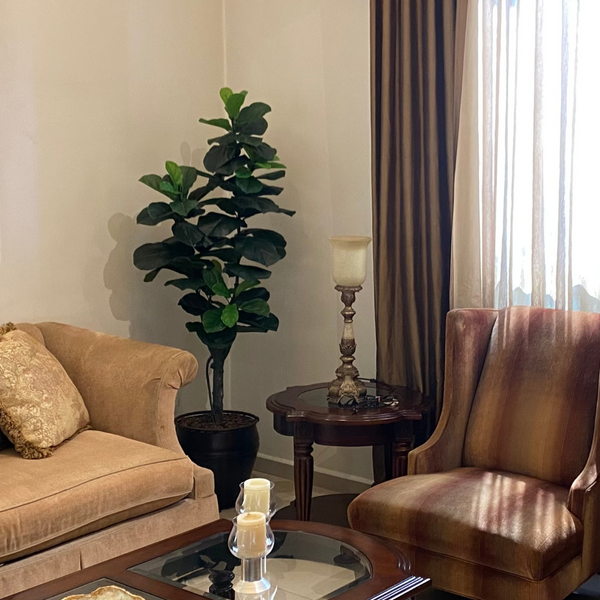 PLANTA PANDURATA MED:160 CM
