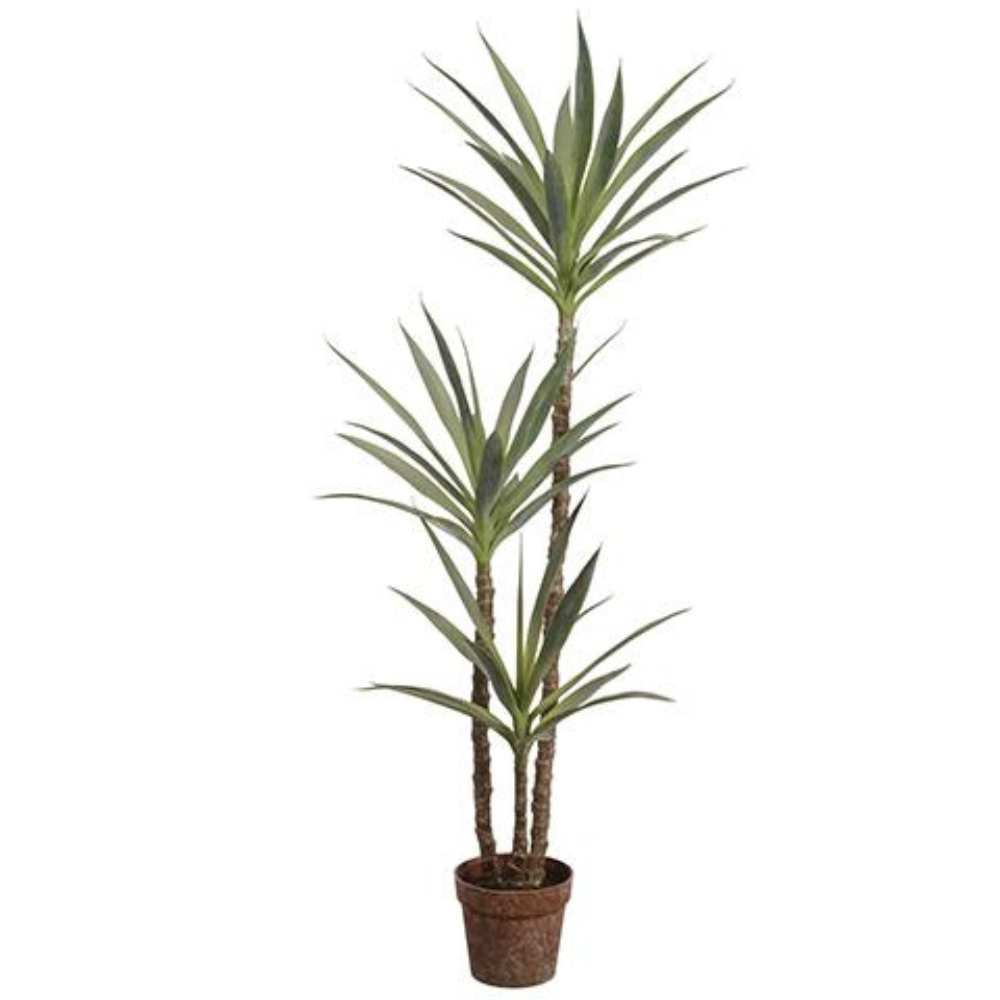 PLANTA YUCA X3 MED:150 CM