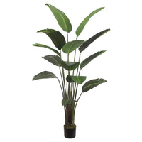 PLANTA AVE DE PARAISO MED:190 CM