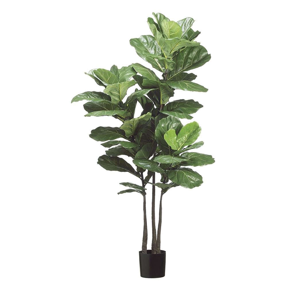 PLANTA PANDURATA 3 TRONCOS MED:180 CM