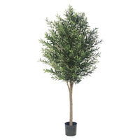 PLANTA ARBOL DE OLIVO SIN ACEITUNA MED:180 CM