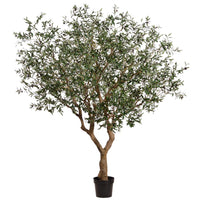 ARBOL DE OLIVO MED:2.50 CM