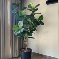 PLANTA PANDURATA MED:230 CM