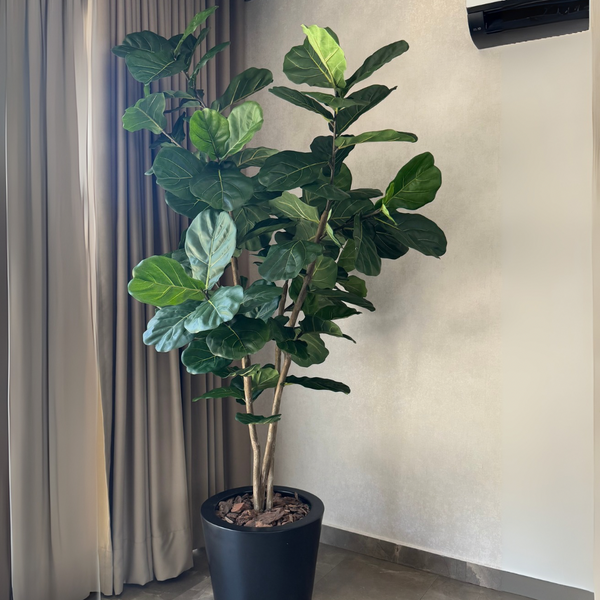 PLANTA PANDURATA MED:230 CM