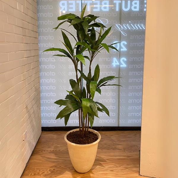 PLANTA DRACENA MED:165 CM