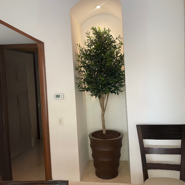 PLANTA ARBOL DE OLIVO SIN ACEITUNA MED:180 CM