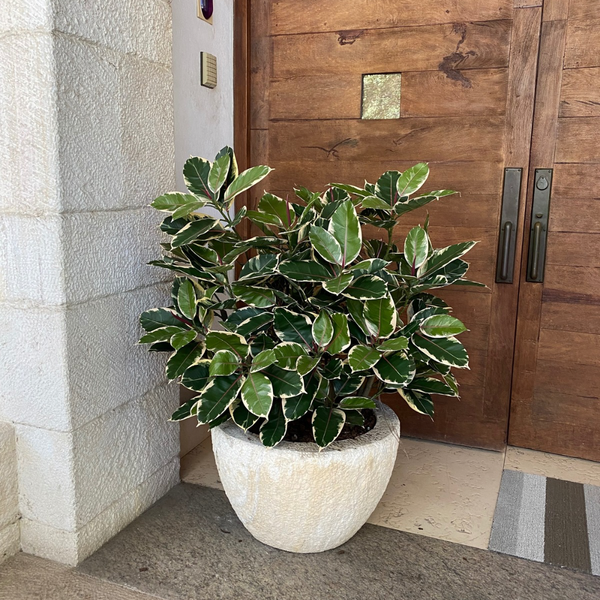 PLANTA HULE BICOLOR MED:99 CM