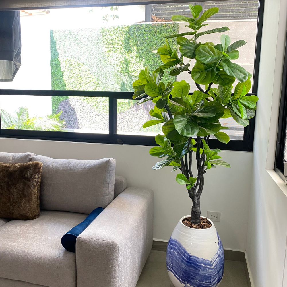 PLANTA PANDURATA MED:180 CM