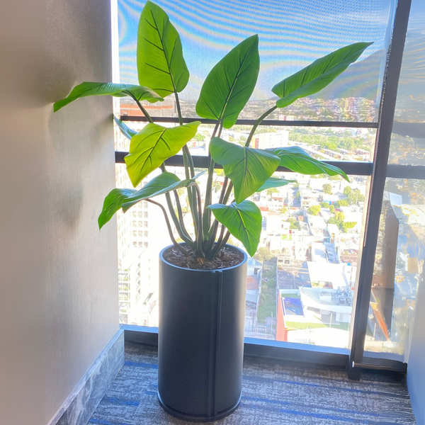 PLANTA CURCUMA VERDE MED:122 CM