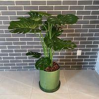 PLANTA MONSTERA MED:99 CM