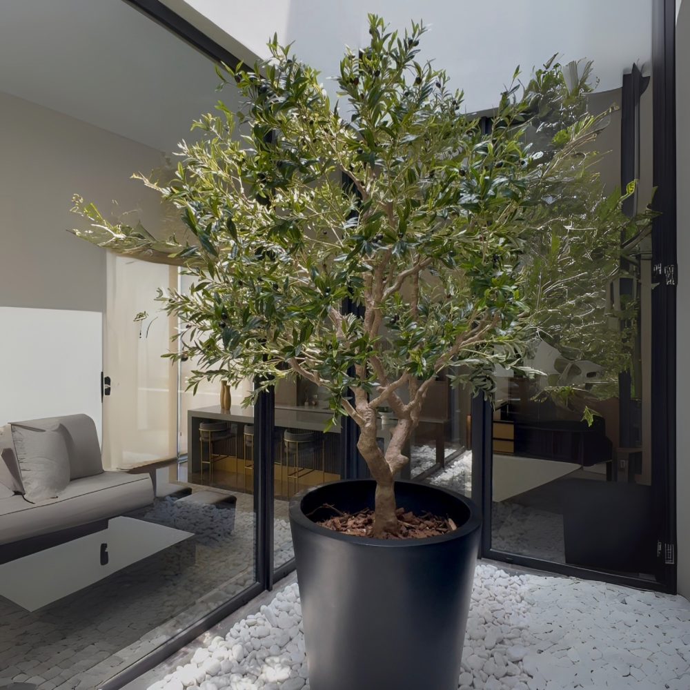 ARBOL DE OLIVO MED:2.50 CM