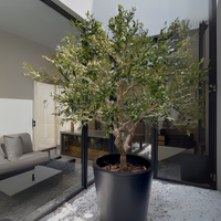ARBOL DE OLIVO MED:2.50 CM