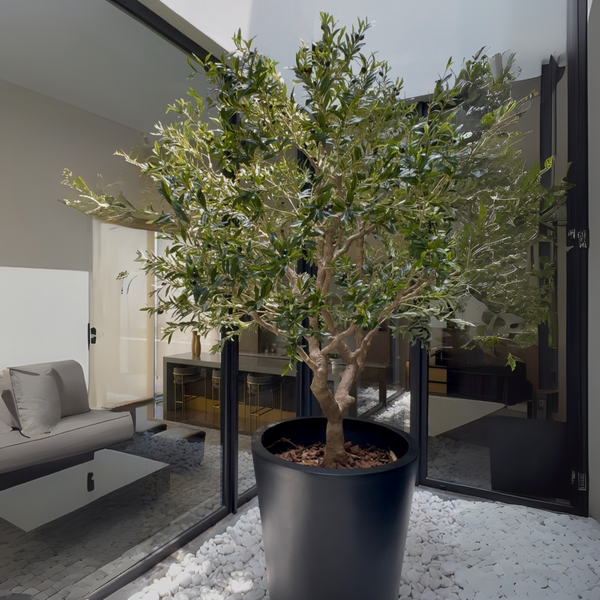 ARBOL DE OLIVO MED:2.50 CM