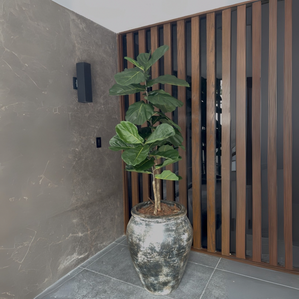 PLANTA PANDURATA 2 TRONCOS MED:160 CM