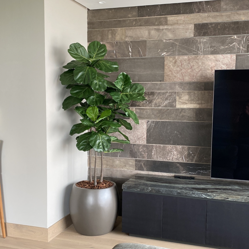 PLANTA PANDURATA 3 TRONCOS MED:180 CM