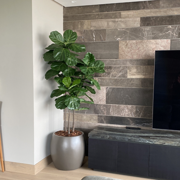 PLANTA PANDURATA 3 TRONCOS MED:180 CM