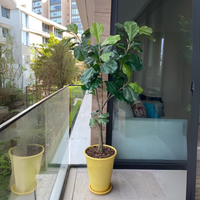 PLANTA PANDURATA MED:152 CM