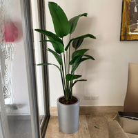 PLANTA AVE DE PARAISO MED:190 CM