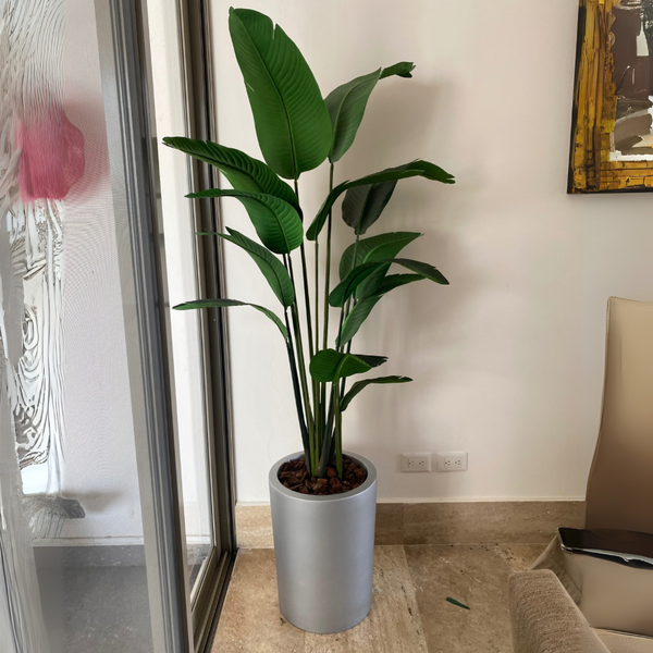 PLANTA AVE DE PARAISO MED:190 CM