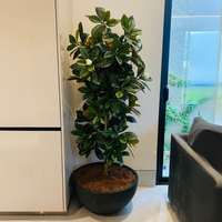 ÁRBOL DE MAGNOLIA MED:153 CM