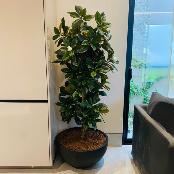 ÁRBOL DE MAGNOLIA MED:153 CM