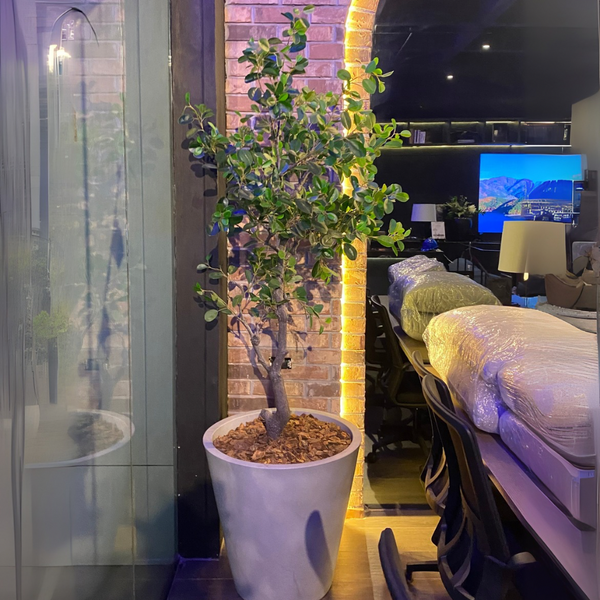 ARBOL FICUS MED:183 CM