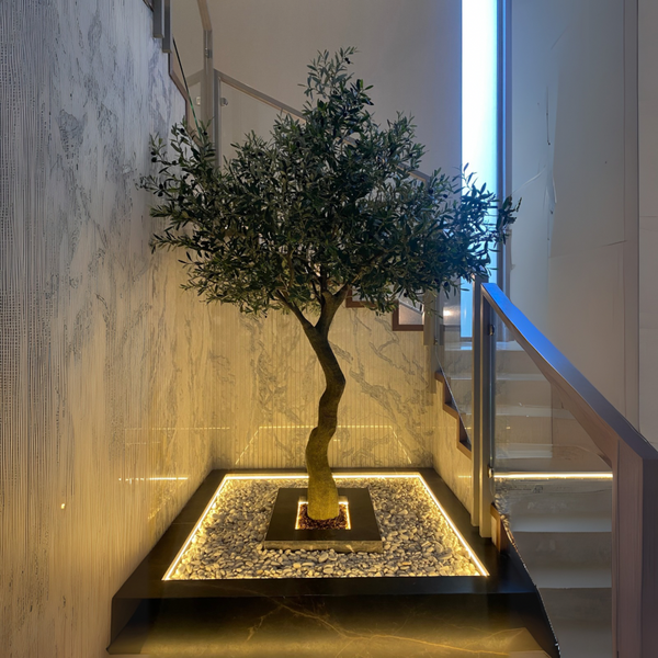 ARBOL DE OLIVO CON ACEITUNAS EN MACETA DE PLASTICO MED:260 CM