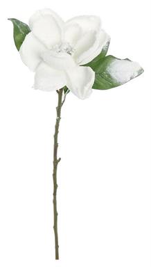 MAGNOLIA BLANCA NEVADA MED:74 CM