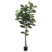 PLANTA PANDURATA MED:152 CM