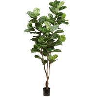 PLANTA PANDURATA MED:230 CM
