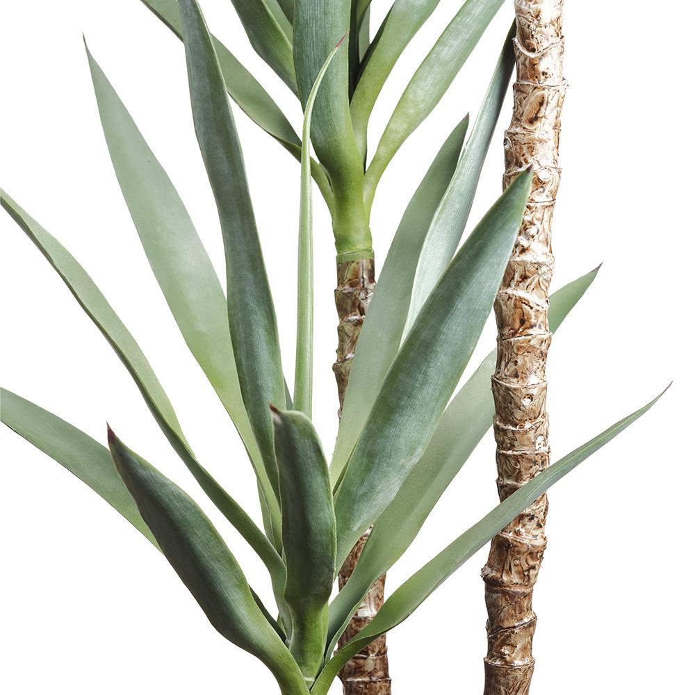 PLANTA YUCA X3 MED:150 CM