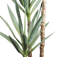 PLANTA YUCA X3 MED:150 CM