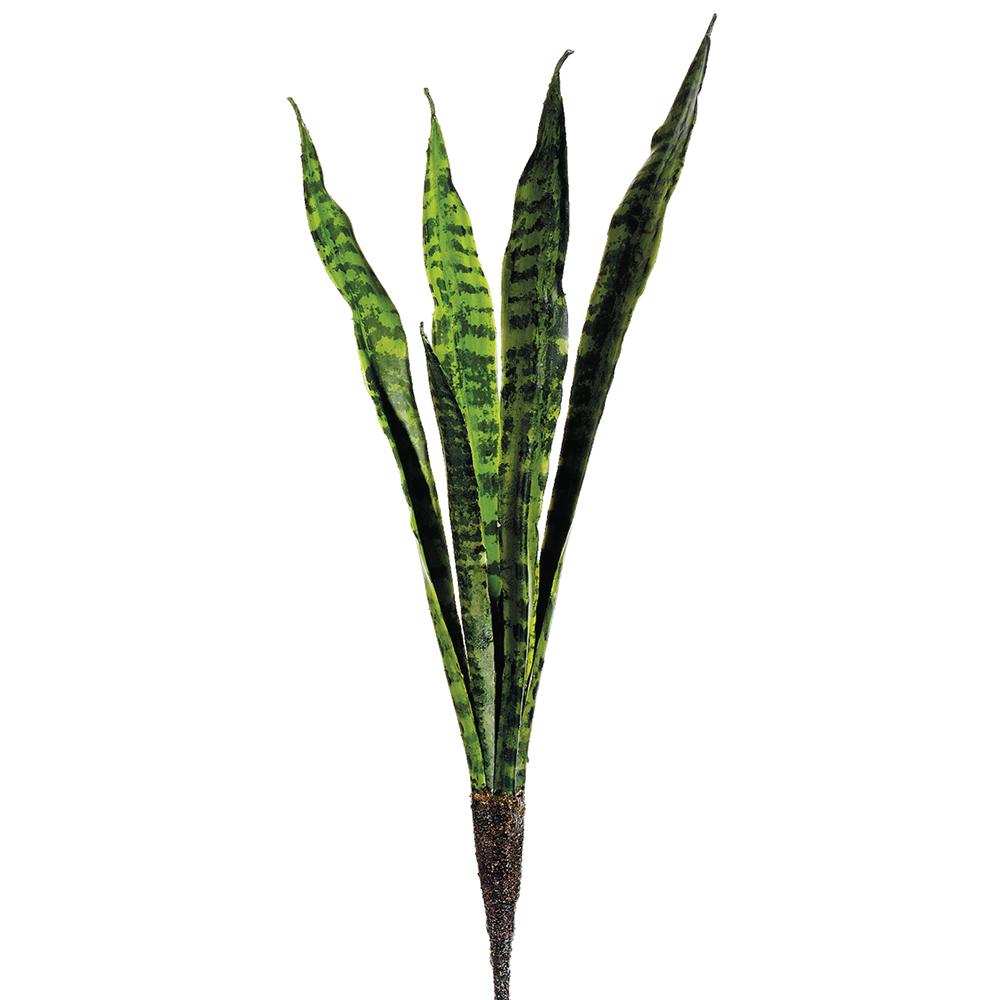 LENGUA DE SUEGRA VERDE OSCURO MED:50 CM